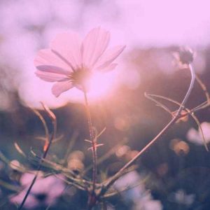 دانلود آهنگ لری گل یه شری من پوزته